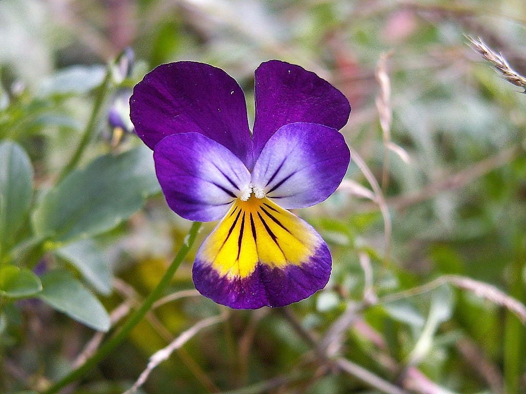 250 JOHNNY JUMP UP Helen Mount Violet Viola Tricolor Flower Seeds
