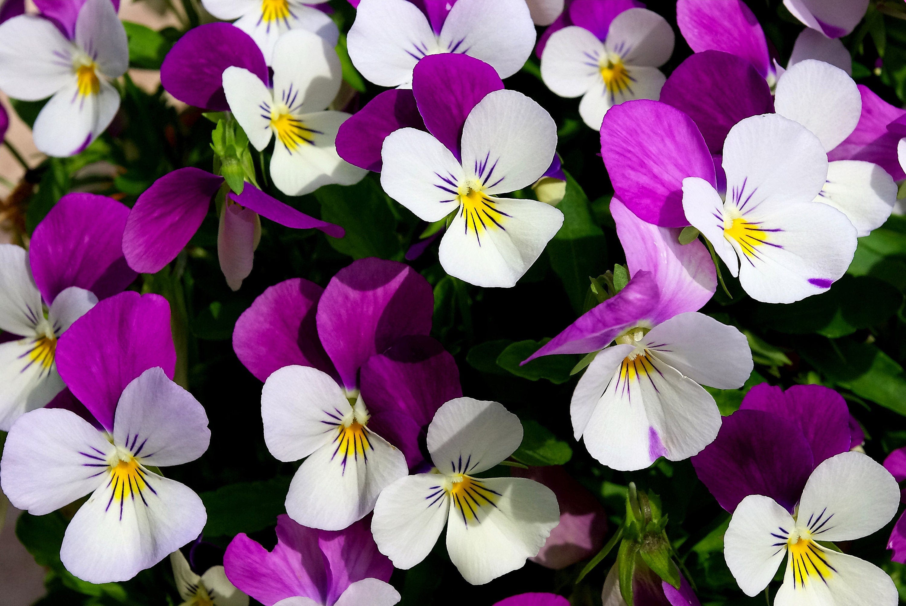 100 JOHNNY JUMP UP Violet Viola Tricolor Flower Seeds – Trendoli