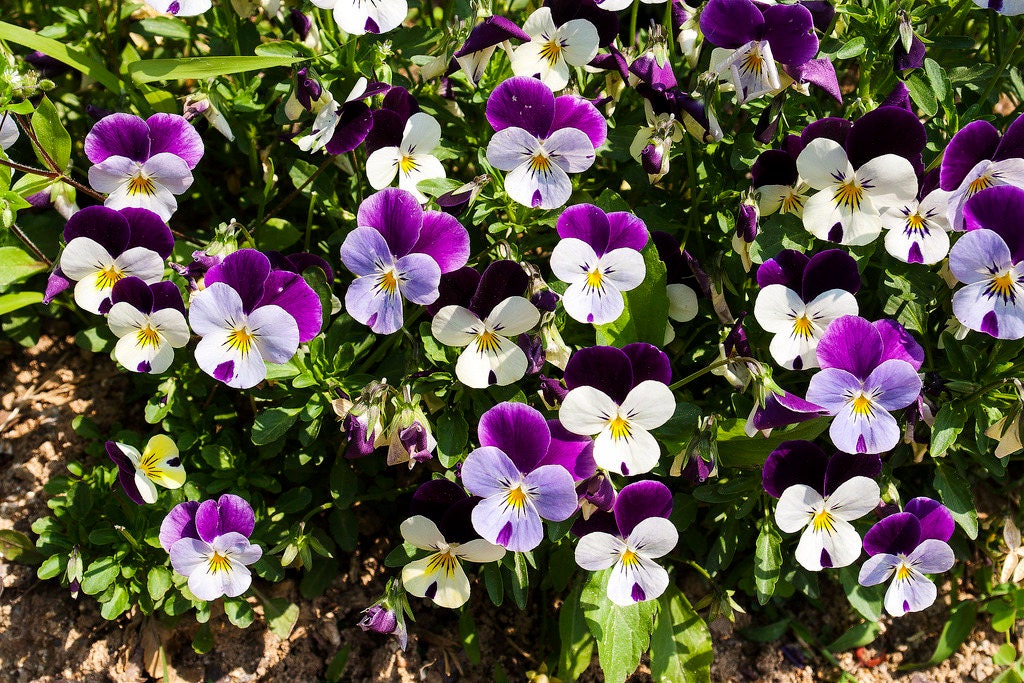 100 JOHNNY JUMP UP Violet Viola Tricolor Flower Seeds