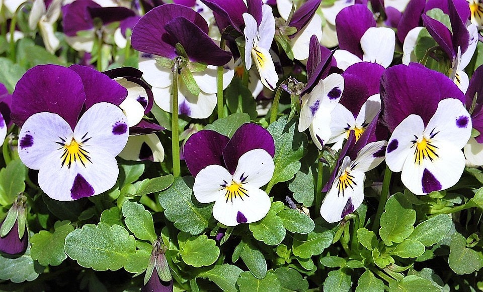 100 JOHNNY JUMP UP Violet Viola Tricolor Flower Seeds