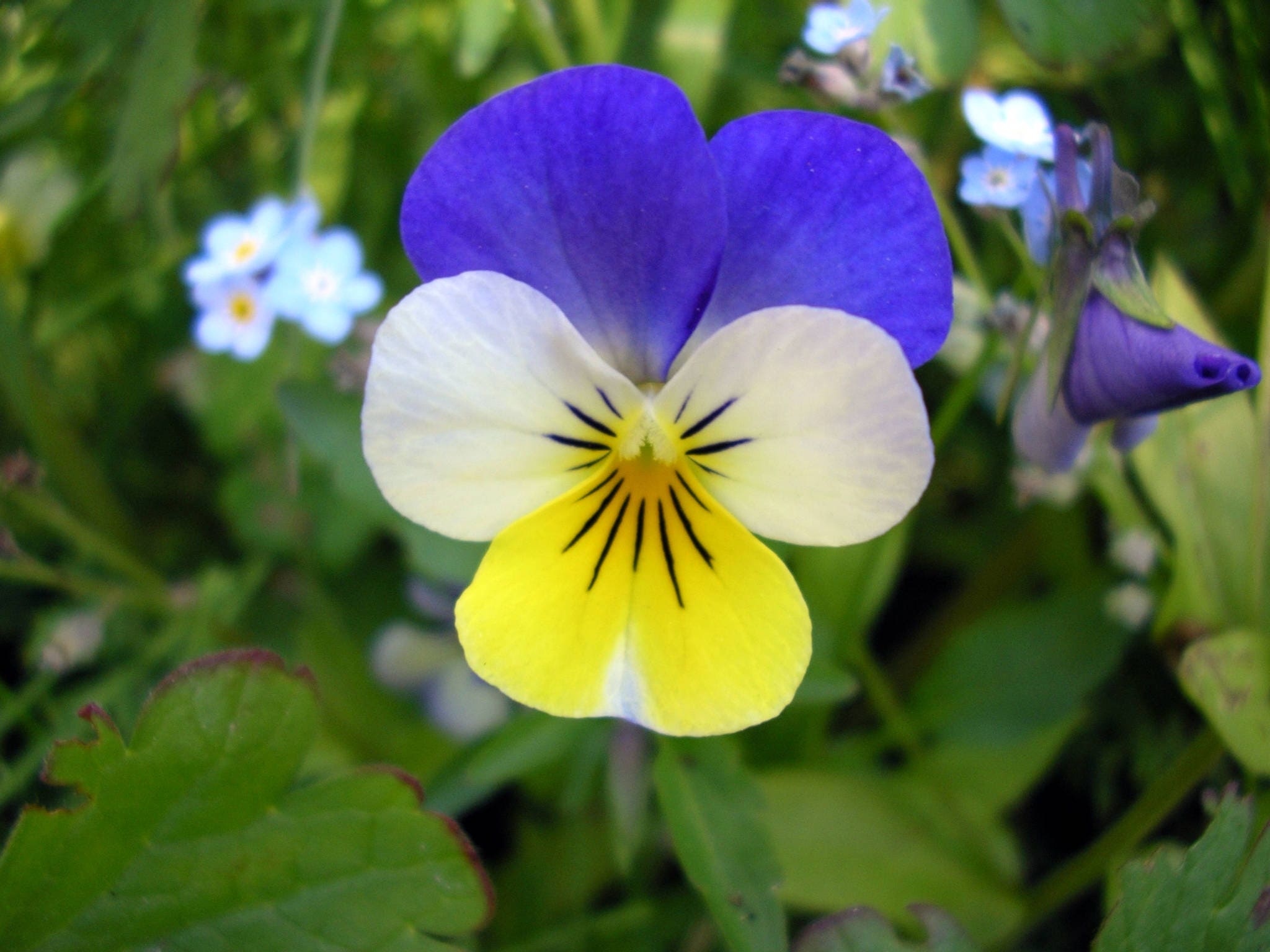 50 Dark JOHNNY JUMP UP Violet Viola Tricolor Flower Seeds