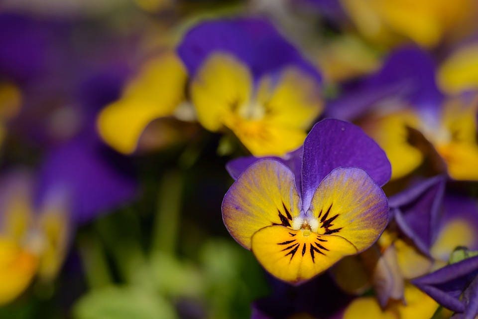 50 Dark JOHNNY JUMP UP Violet Viola Tricolor Flower Seeds