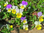 50 Light JOHNNY JUMP UP Viola Tricolor Violet Flower Seeds