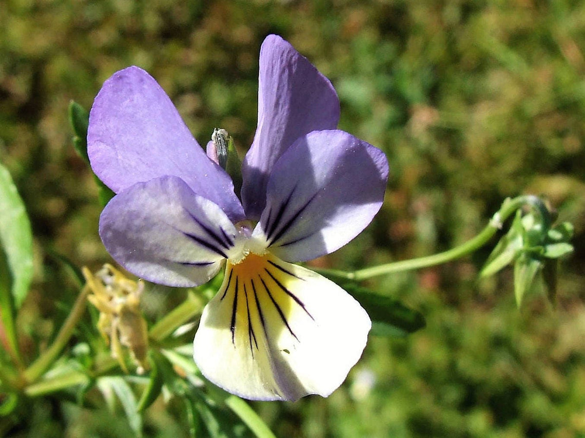 50 Light JOHNNY JUMP UP Viola Tricolor Violet Flower Seeds
