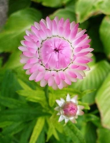 50 PINK DOUBLE STRAWFLOWER Helichrysum Bracteatum Flower Seeds