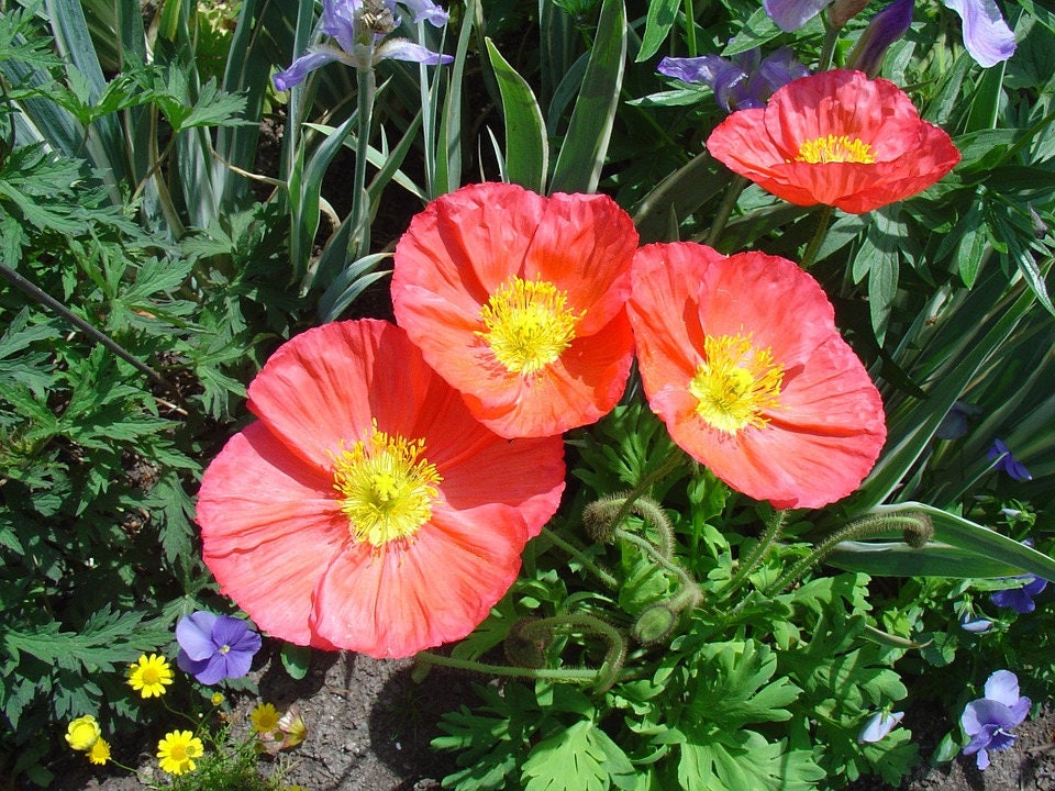 2500 ICELAND POPPY MIX Papaver Nudicaule Mixed Colors Flower Seeds