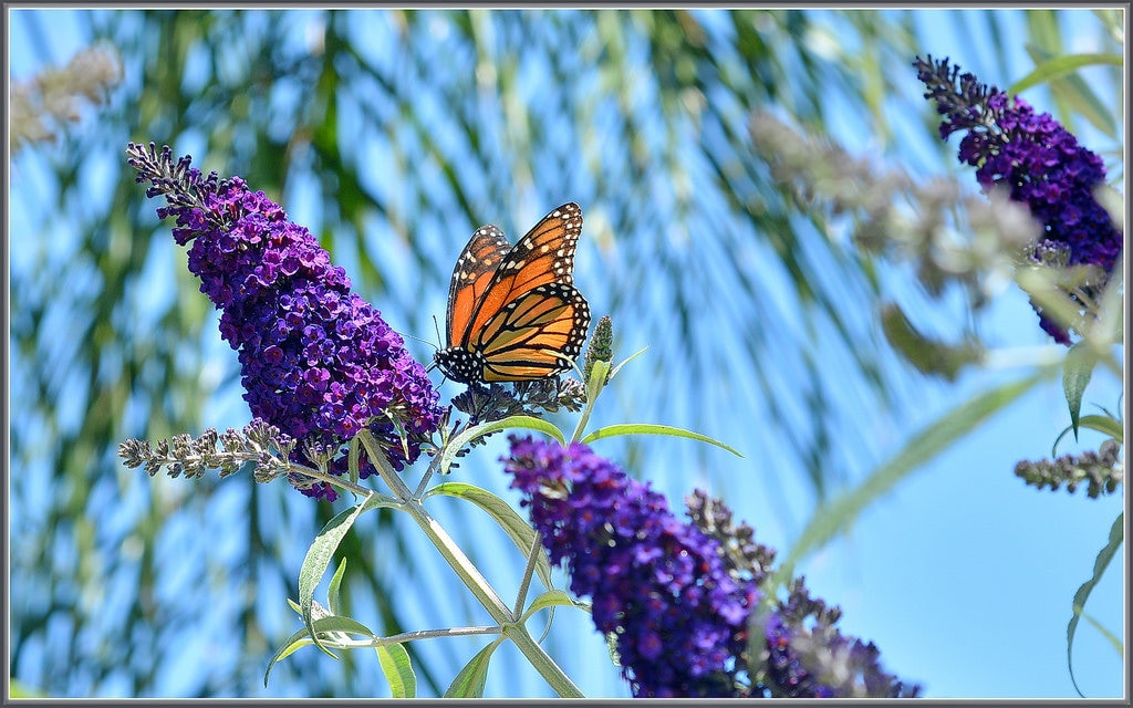 100 MIXED Colors BUTTERFLY BUSH Buddleja Davidii Flower Shrub Seeds