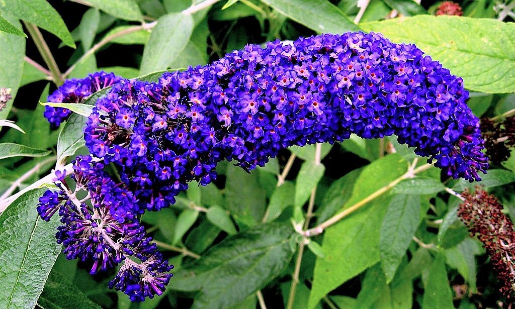 100 MIXED Colors BUTTERFLY BUSH Buddleja Davidii Flower Shrub Seeds