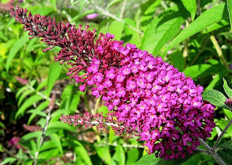 100 MIXED Colors BUTTERFLY BUSH Buddleja Davidii Flower Shrub Seeds