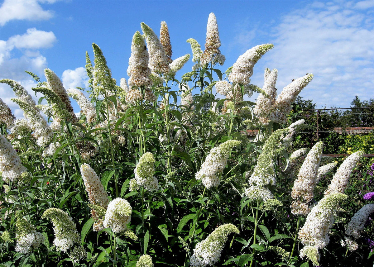 100 MIXED Colors BUTTERFLY BUSH Buddleja Davidii Flower Shrub Seeds