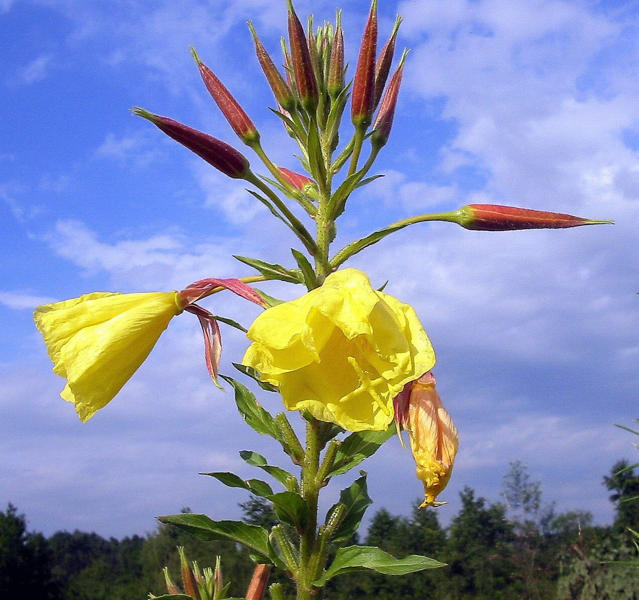 1000 YELLOW EVENING PRIMROSE Oenothera lamarckiana Flower Seeds