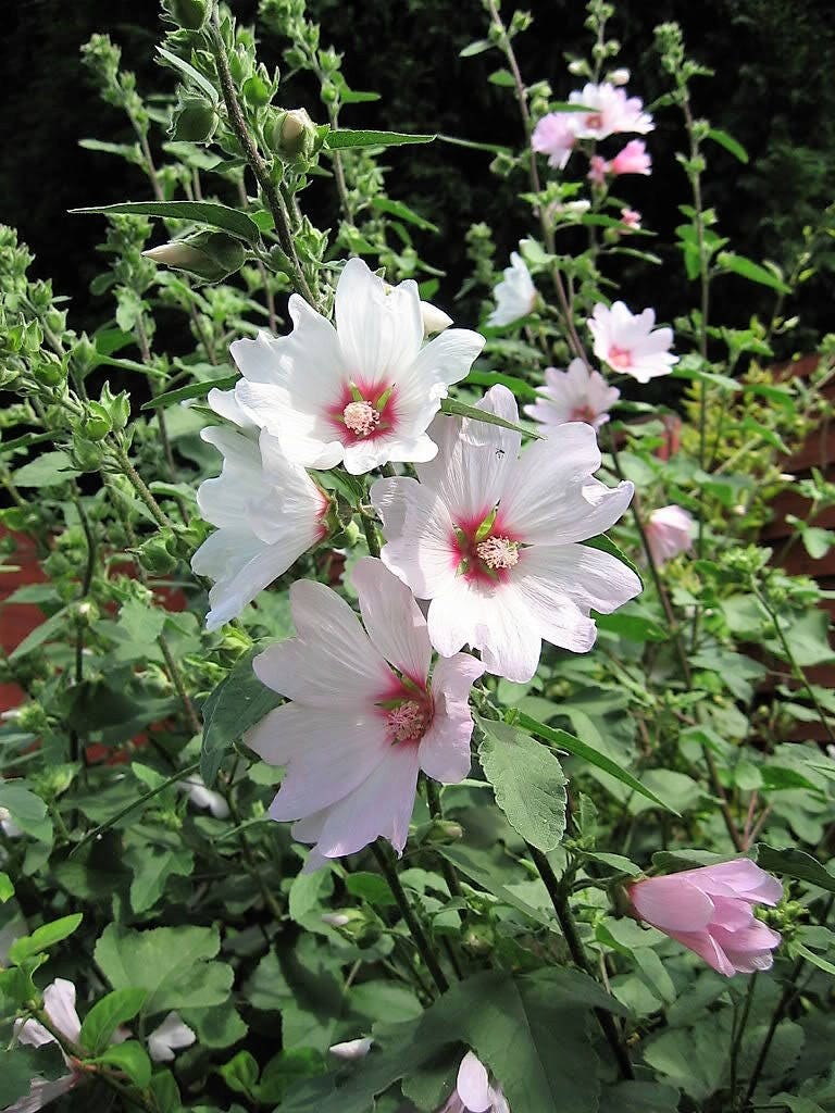 200 ROSE MALLOW MIX (Bush Mallow) Hibiscus Lavatera Trimestris Flower Seeds