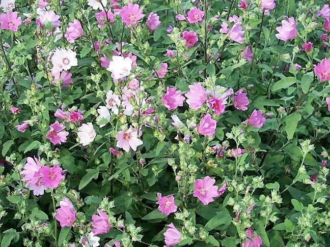 200 ROSE MALLOW MIX (Bush Mallow) Hibiscus Lavatera Trimestris Flower Seeds