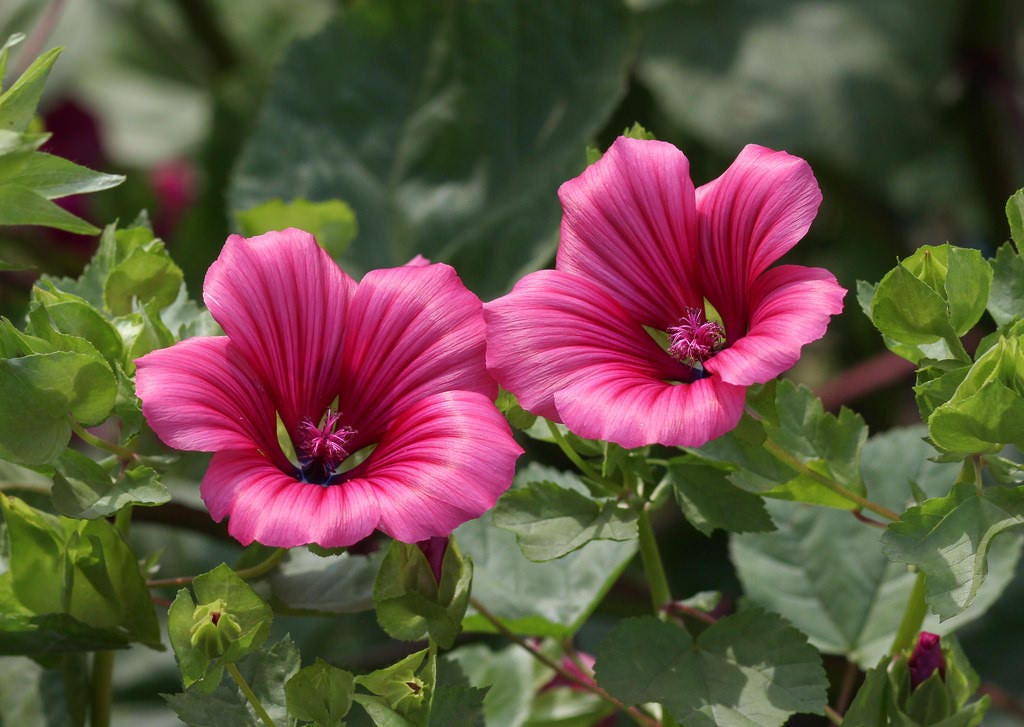 200 ROSE MALLOW MIX (Bush Mallow) Hibiscus Lavatera Trimestris Flower Seeds