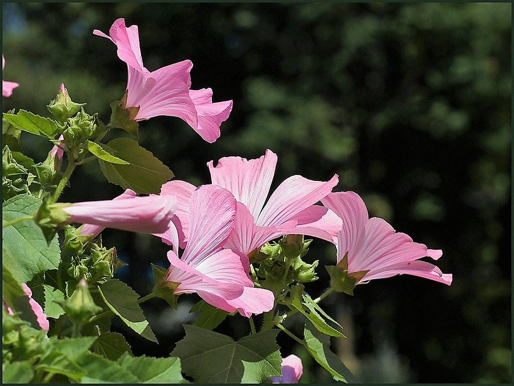 200 ROSE MALLOW MIX (Bush Mallow) Hibiscus Lavatera Trimestris Flower Seeds