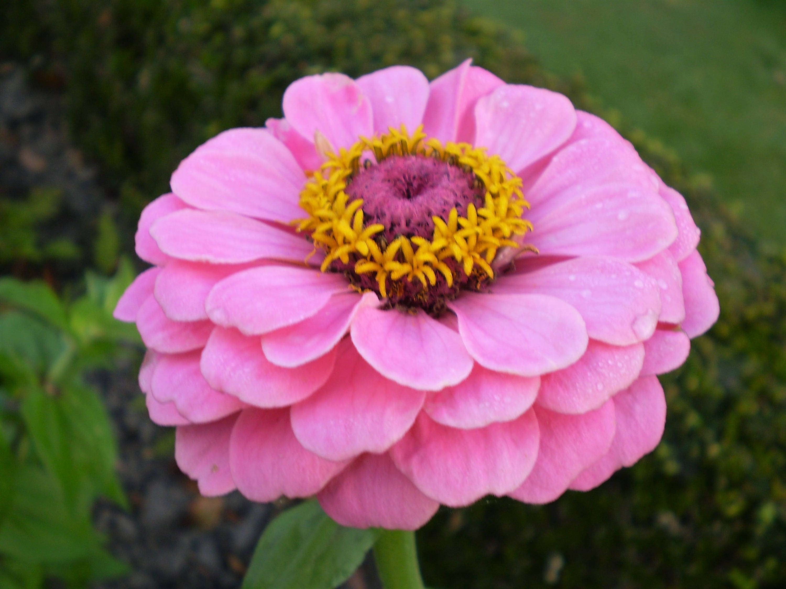 250 Mixed Colors ZINNIA ELEGANS Flower Seeds