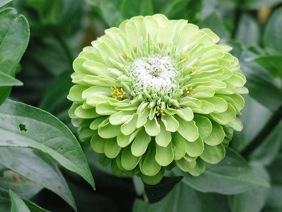 250 Mixed Colors ZINNIA ELEGANS Flower Seeds