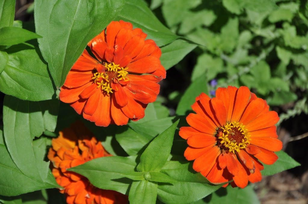 250 Mixed Colors ZINNIA ELEGANS Flower Seeds