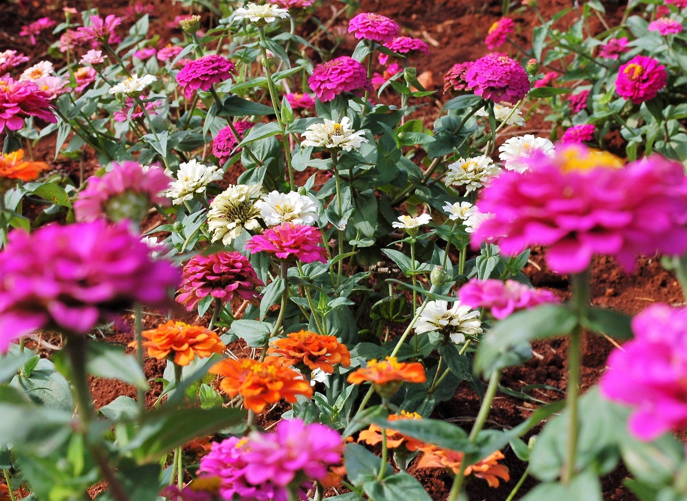 250 Mixed Colors ZINNIA ELEGANS Flower Seeds