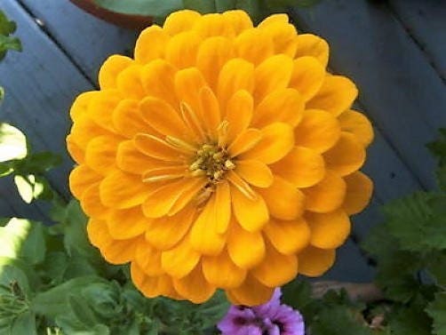 250 Mixed Colors ZINNIA ELEGANS Flower Seeds