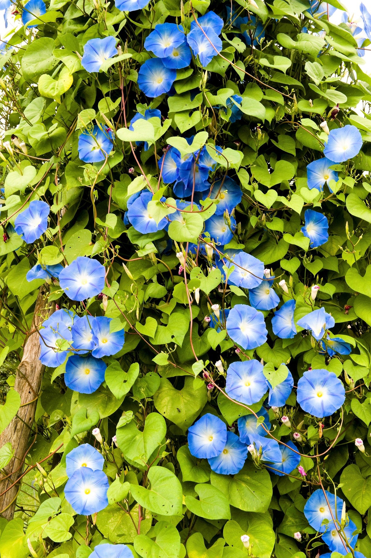 50 Mixed Colors MORNING GLORY Ipomoea Purpurea Vine Flower Seeds