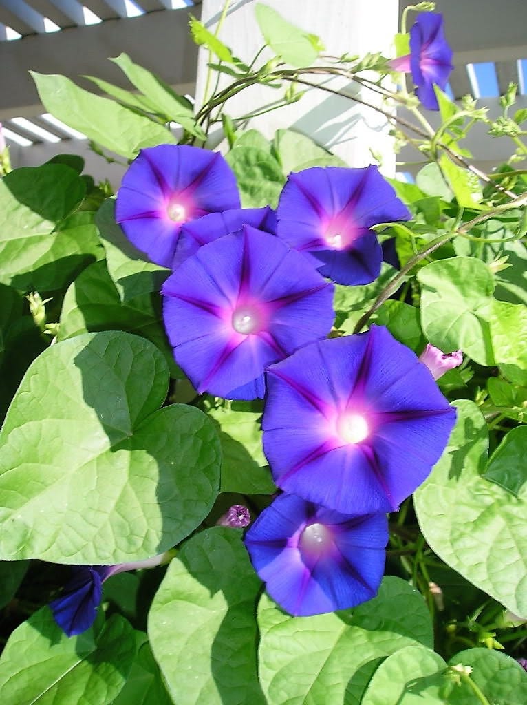 50 Mixed Colors MORNING GLORY Ipomoea Purpurea Vine Flower Seeds