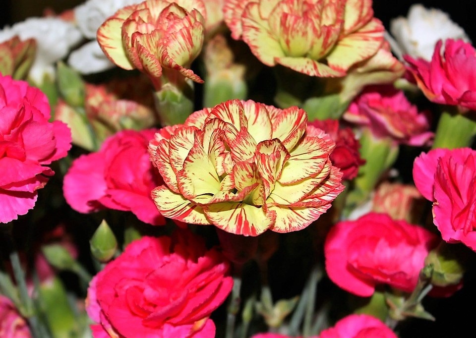 100 Mixed CARNATION / DOUBLE DIANTHUS Chinensis Flower Seeds