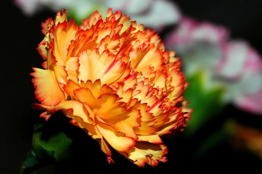 100 Mixed CARNATION / DOUBLE DIANTHUS Chinensis Flower Seeds