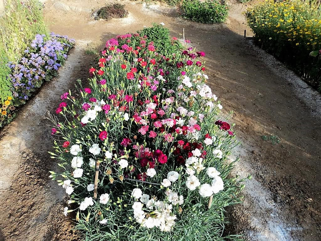 100 Mixed CARNATION / DOUBLE DIANTHUS Chinensis Flower Seeds
