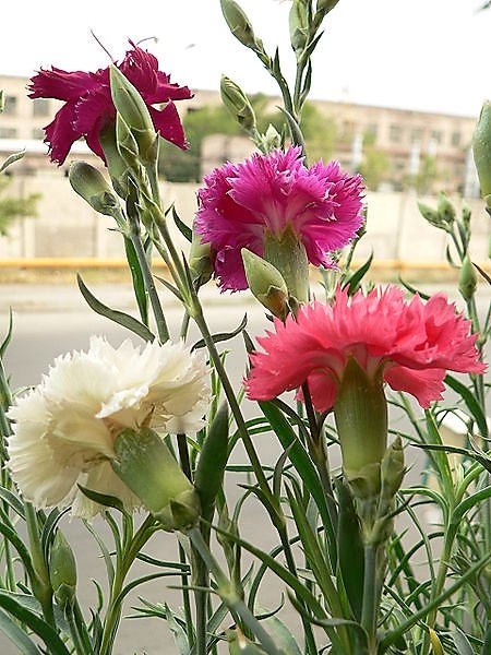 100 Mixed CARNATION / DOUBLE DIANTHUS Chinensis Flower Seeds