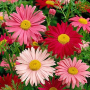 100 Mixed Colors ROBINSONS PAINTED DAISY Chrysanthemum Pink Red Rose & Yellow Pyrethrum Flower Seeds