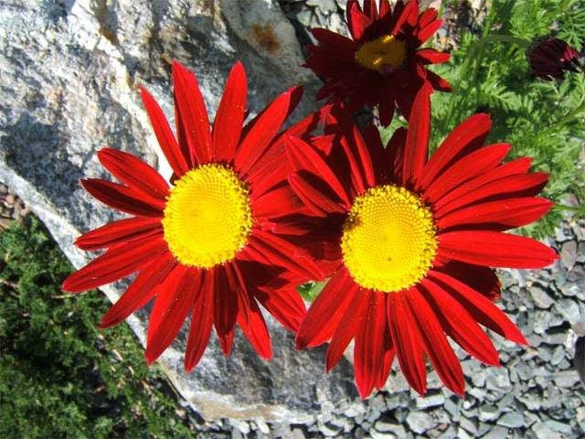 100 Mixed Colors ROBINSONS PAINTED DAISY Chrysanthemum Pink Red Rose & Yellow Pyrethrum Flower Seeds