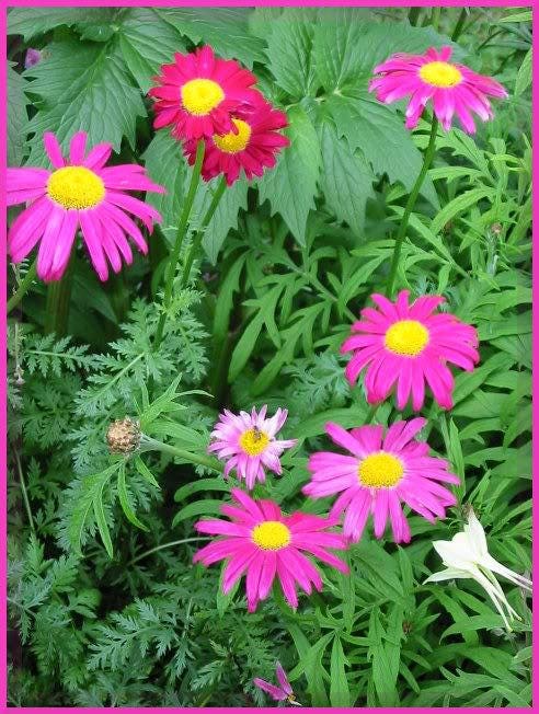 100 Mixed Colors ROBINSONS PAINTED DAISY Chrysanthemum Pink Red Rose & Yellow Pyrethrum Flower Seeds