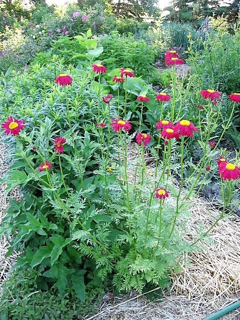 100 Mixed Colors ROBINSONS PAINTED DAISY Chrysanthemum Pink Red Rose & Yellow Pyrethrum Flower Seeds
