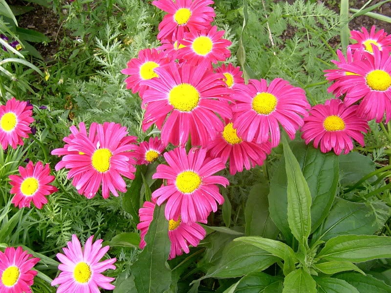 100 Mixed Colors ROBINSONS PAINTED DAISY Chrysanthemum Pink Red Rose & Yellow Pyrethrum Flower Seeds