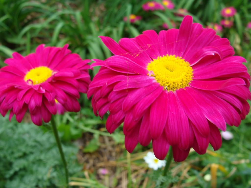 100 Mixed Colors ROBINSONS PAINTED DAISY Chrysanthemum Pink Red Rose & Yellow Pyrethrum Flower Seeds