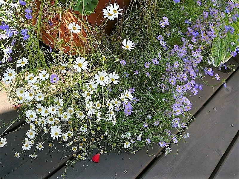 200 Mixed Colors SWAN RIVER DAISY Brachyscome Iberidifolia Flower Seeds