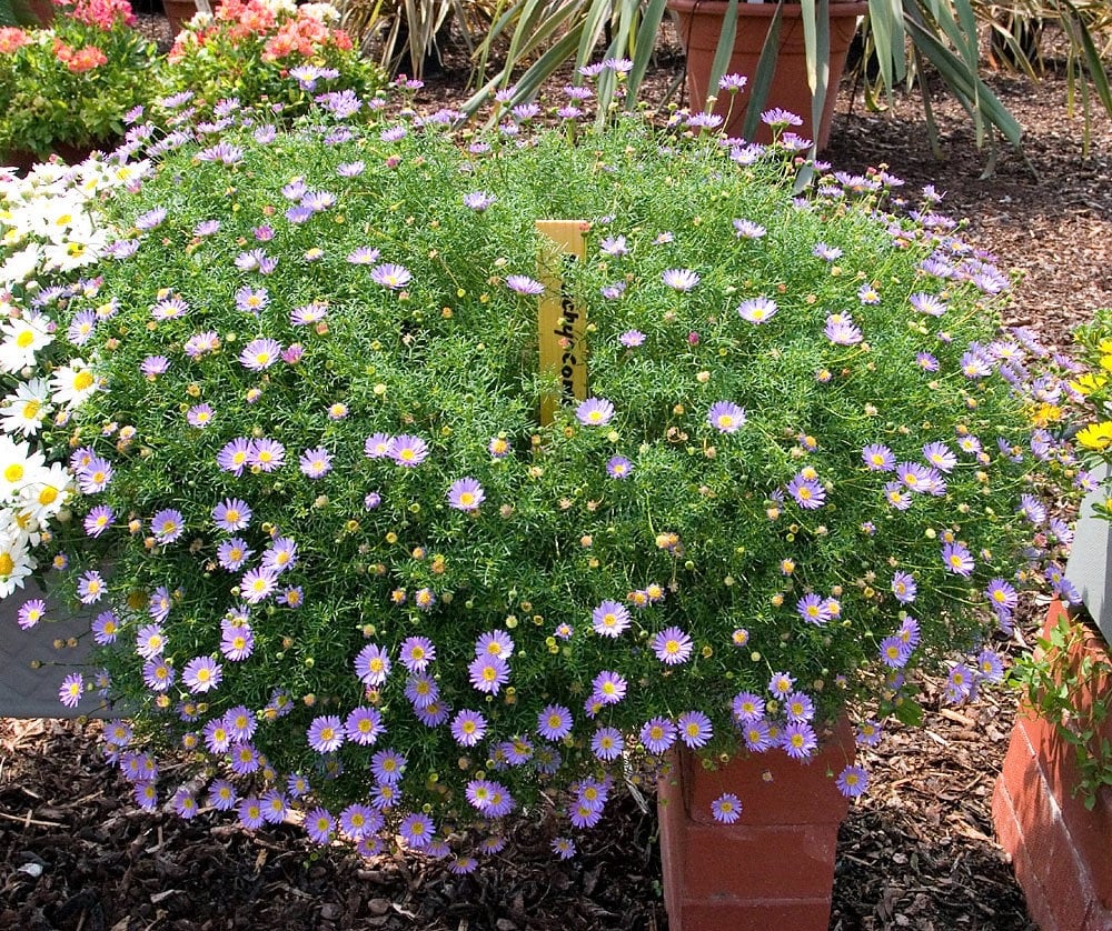 200 Mixed Colors SWAN RIVER DAISY Brachyscome Iberidifolia Flower Seeds