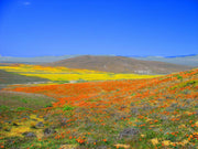 1000 MIXED Colors CALIFORNIA POPPY (Ballerina / Mission Bells) Eschscholzia Californica Flower Seeds