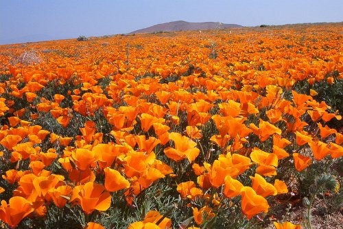 1000 MIXED Colors CALIFORNIA POPPY (Ballerina / Mission Bells) Eschscholzia Californica Flower Seeds