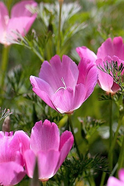 1000 MIXED Colors CALIFORNIA POPPY (Ballerina / Mission Bells) Eschscholzia Californica Flower Seeds