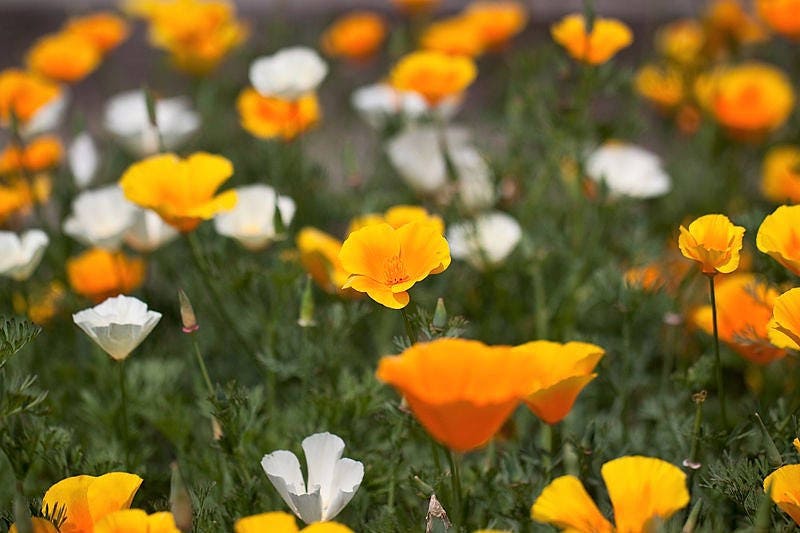 1000 MIXED Colors CALIFORNIA POPPY (Ballerina / Mission Bells) Eschscholzia Californica Flower Seeds