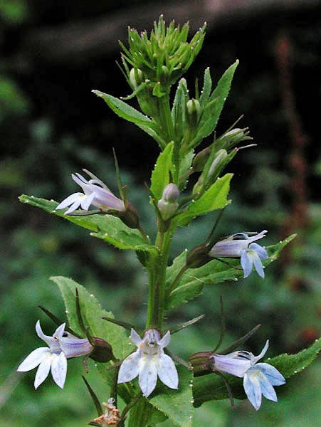 250 Blue INDIAN TOBACCO (Indian Lobelia) Lobelia Inflata Flower Seeds