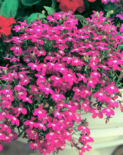 200 MAGENTA PINK LOBELIA Regatta Lobelia Erinus Flower Seeds
