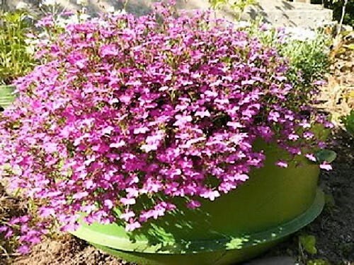 200 ROSAMOND LOBELIA Erinus Carmine Red & White Flower Seeds