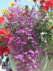 200 ROSAMOND LOBELIA Erinus Carmine Red & White Flower Seeds