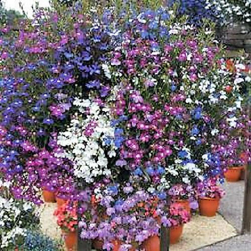 200 MIXED COLORS LOBELIA Regatta Lobelia Erinus Flower Seeds