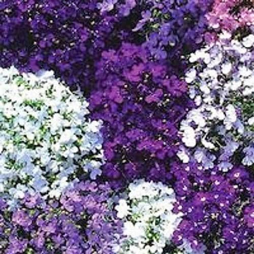 200 MIXED COLORS LOBELIA Regatta Lobelia Erinus Flower Seeds