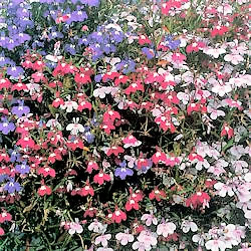 200 MIXED COLORS LOBELIA Regatta Lobelia Erinus Flower Seeds