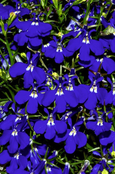 200 MIXED COLORS LOBELIA Regatta Lobelia Erinus Flower Seeds